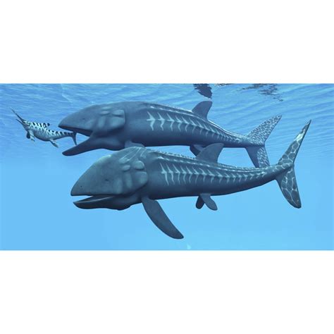 Leedsichthys Fish About To Swallow An Ichthyosaurus Marine Reptile
