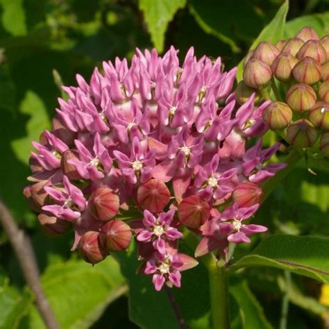 Asclepias purpurascens - Purple Milkweed | Butterfly Gardens To