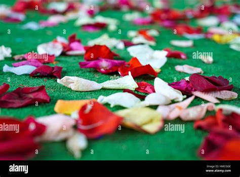 Rose Petals On Floor Hi Res Stock Photography And Images Alamy