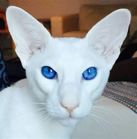 White Oriental Animals Oriental Shorthair Cats Cats Beautiful Cats