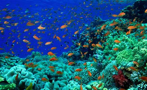 Keindahan pemandangan didalam laut yang terdiri dari varian ikan dan terumbu karang menjadi sorotan masyarakat pecinta alam laut. Gambar Animasi Bergerak GIF — Pernahkah anda menyelam ...