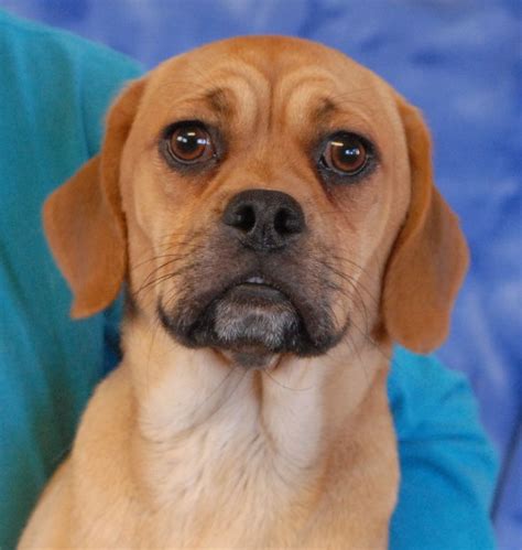 Muttley Is A Good Looking Very Well Behaved Young Puggle Pug And Beagle