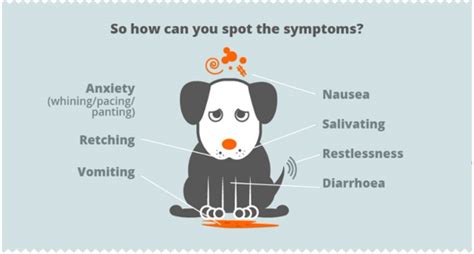 Can You Spot Dog Travel Sickness 7 Signs Your Dog May Be