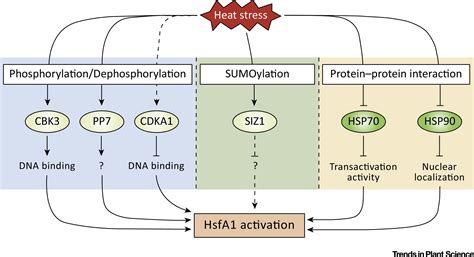 Luckily, cells obey something called the cell cycle, which is regulated by a variety of signaling molecules, which tell the cell when to divide and when to chill out. Transcriptional Regulatory Network of Plant Heat Stress ...
