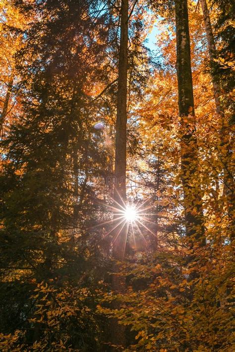 Sun Shining Through Forest Trees Foliage In Autumn Stock Photo Image