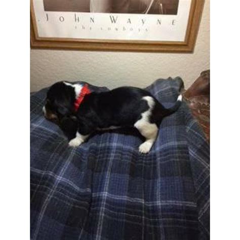 Maybe you would like to learn more about one of these? UKC Basset Hound puppies $700 in Killeen, Texas - Puppies for Sale Near Me