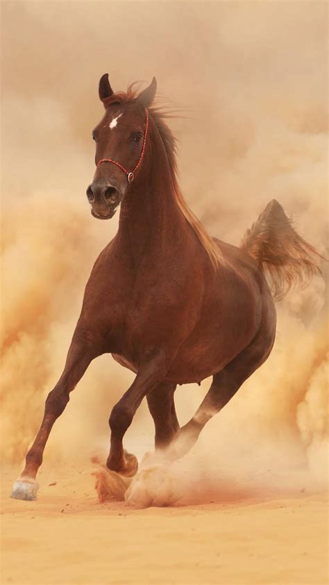 Horse Hd Mobile Wallpapers Wallpaper Cave