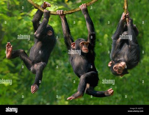 Chimpanzee Pan Troglodytes Three Juveniles Swinging On A Branch