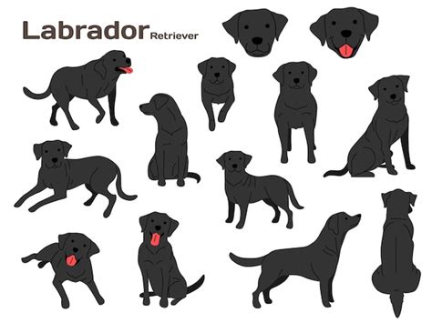 Premium Vector Labrador Illustration
