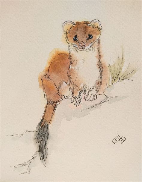 Stoat Original Watercolour Painting Wildlife Art Weasel Etsy Uk