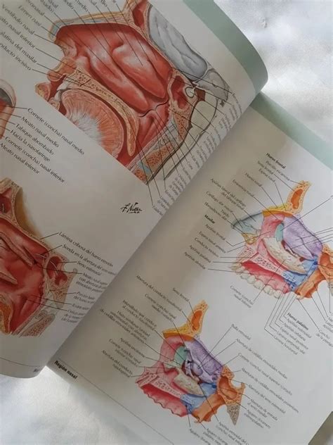 Netter Atlas De Anatom A Humana A Edicion Original S Atlas
