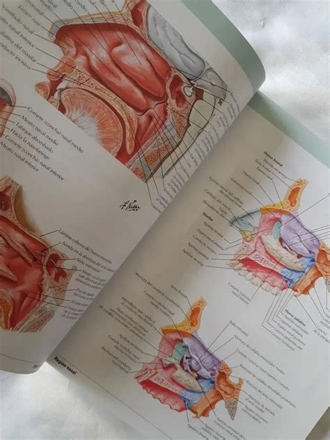 Netter, Atlas De Anatomía Humana 7a Edicion Original - S/ 550 | Atlas