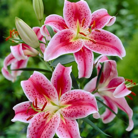Lily Fragrant Garden Collection Plantcetera