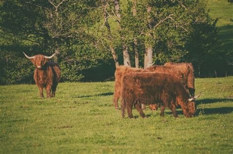 Vacas De Las Tierras Altas De Escocia Foto Premium