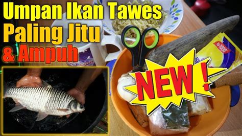 Umpan Ikan Tawes Sungai Paling Jitu Dan Ampuh Youtube