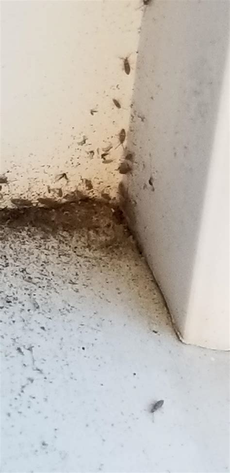 Identification What Are These Tiny Gray Bugs That I Find Outside Near