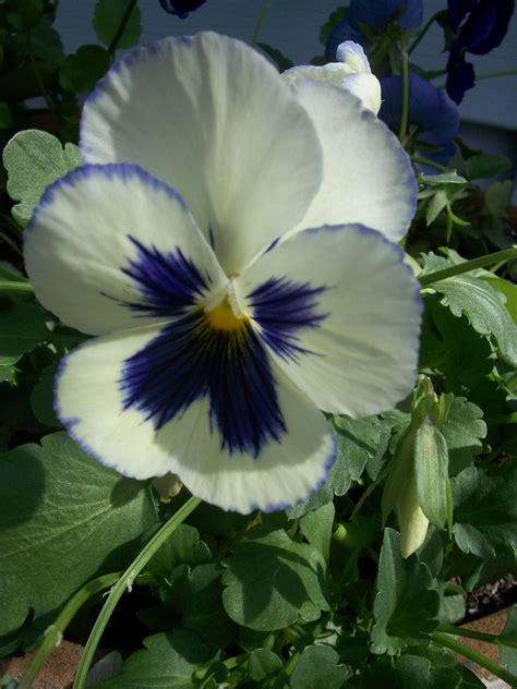 White And Purple Pansy By My Front Door Pansies Flowers Pansies
