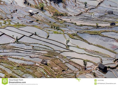 Paddy Fields Rice Terraces In Yunnan Province Stock Image Image Of