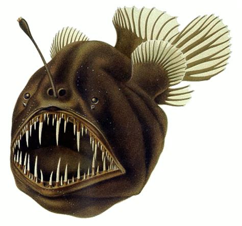 Anglerfish Wikipedia