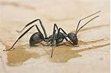 Pictures of Are Black Ants Carpenter Ants