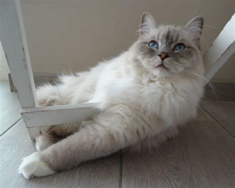 A weekly brushing with a steel comb is all you need. Are Ragdoll Cats Destructive? • The Pets KB