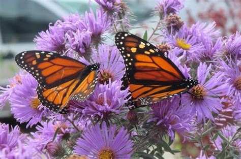 In north america, they travel long distances south in the fall, and north in the spring. Help Migrating Monarchs With Fall Nectar Flowers ...