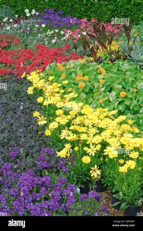 English Flower Beds In Garden Norfolk England Stock Photo Alamy