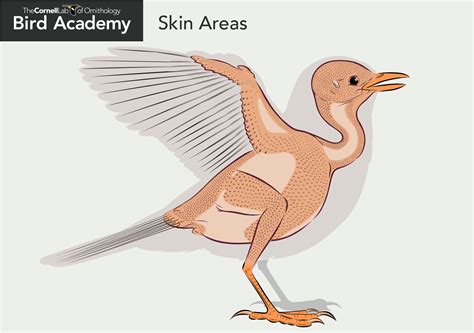 All About Bird Anatomy Bird Academy • The Cornell Lab