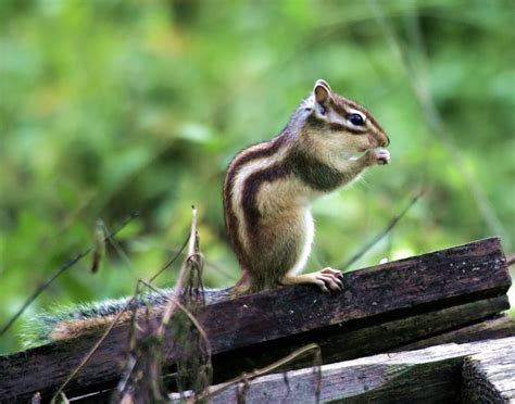 Siberian Chipmunk Learn About Nature