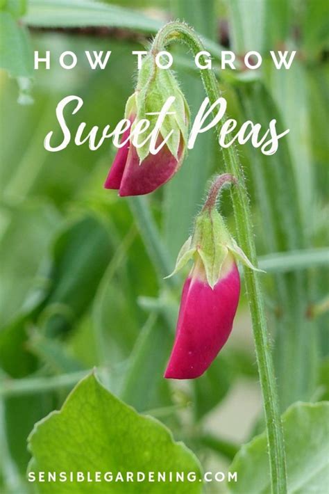 How To Grow Sweet Peas With Sensible Gardening In 2020 Growing Sweet