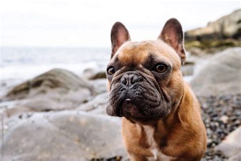 There had been a lot of controversies regarding. Why You Should Get A French Bulldog - The Frisky