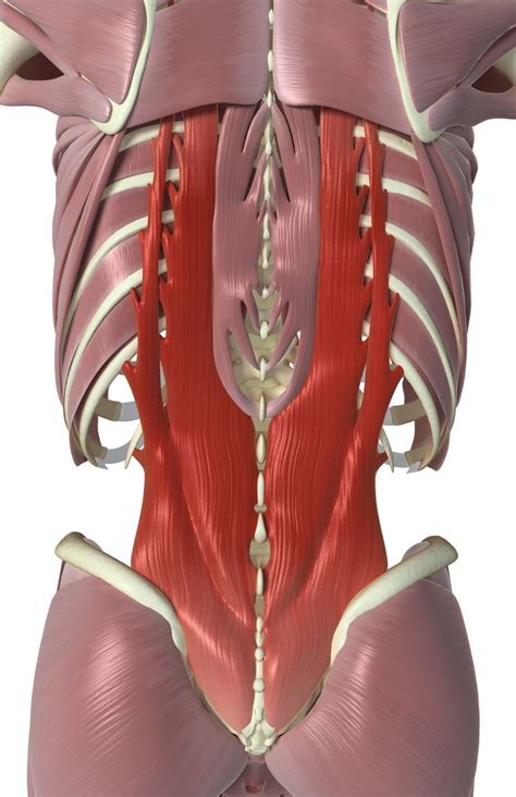 These Back Muscles That Move And Stabilize Your Spine Human Body