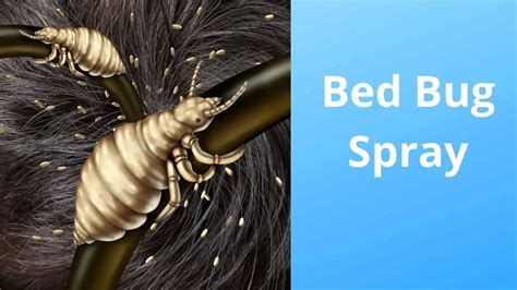 Will Bed Bug Spray Kill Lice Pest Control Iq