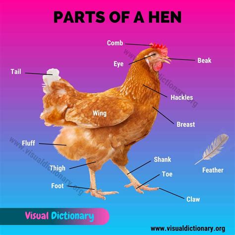 Chicken Wings Anatomy