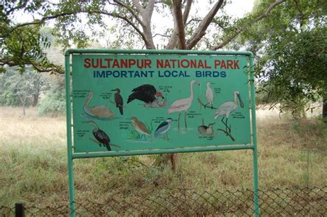 Sultanpur National Park In Gurugram India Reviews Best Time To Visit