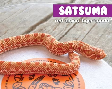 Satsuma Red Albino Tiger Conda Western Hognose By Creature Farm