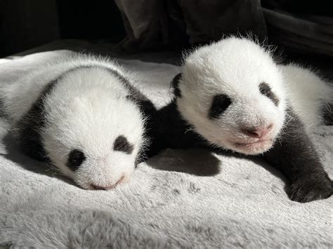 Two Rare Panda Cubs Born At Madrid Zoo ⋆ Madrid Metropolitan