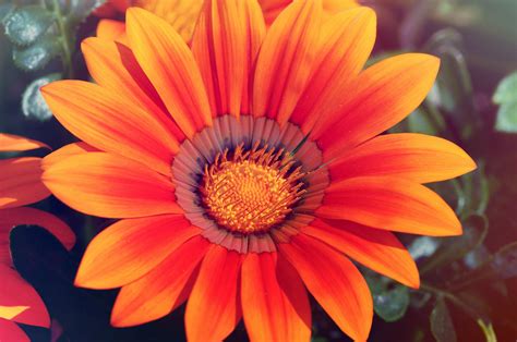 Sunflower Wallpaper Chromebook | wallpaper stan