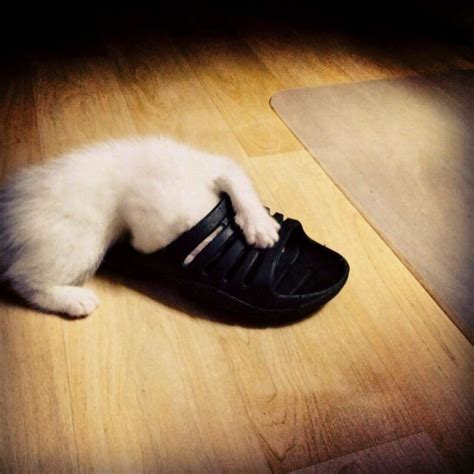17 Pets Who Have A Serious Shoe Obsession The Dodo