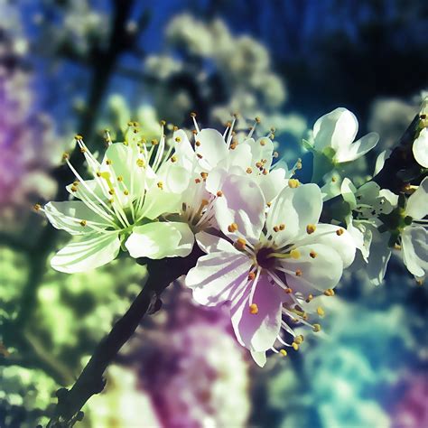 Free Download 25 Spring Ipad Wallpapers 2048x2048 For Your Desktop