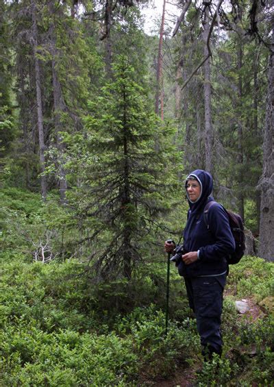 Ancient Spruce Forests On The Konttaisjärvi Bird Watching Walk
