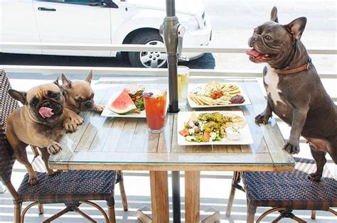 Boca Raton Dog Friendly Restaurants Where To Dine In Boca