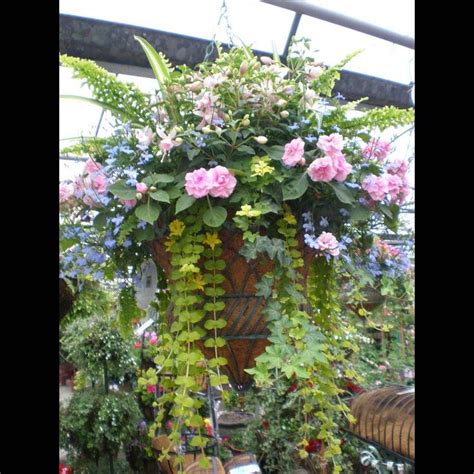 Here's a collection of my favorite 30 yellow flowers. 102 best Hanging Shade Baskets/Planters images on ...