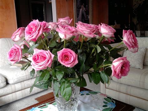 Foto Gratis Rosas Rosas Rosadas Flores Imagen Gratis En Pixabay
