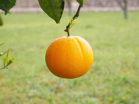 Orange Fruit Tree Citrus Free Image Download