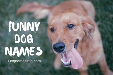 Funny Dog Names 2022 200 Hilarious Puppy Names You Never Seen