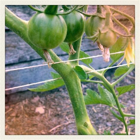 Trellising Tomatoes With The Florida Weave Tomato Trellis Garden