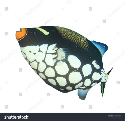 Clown Triggerfish Fish Isolated On White Stock Photo 626926979