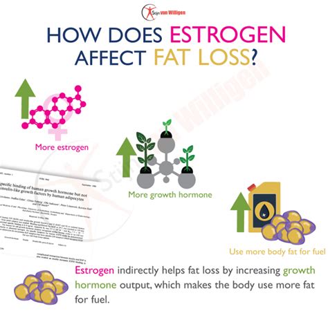 How Does Estrogen Affect Fat Loss