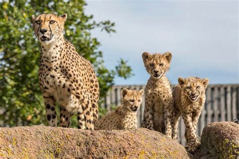West Midland Safari Park Show Off Cuddly Cheetah Cubs Birmingham Live